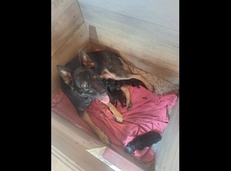 viber_slika_2026-09-15_19-01-17-407 manja.jpg